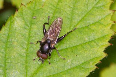 Chalcosyrphus nemorum - Small Leafwalker