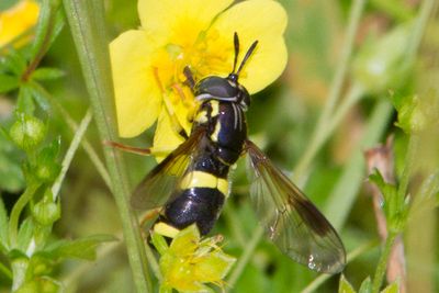 Chrysotoxum bicinctum - Two-banded Spearhorn