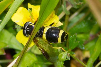 Chrysotoxum bicinctum - Two-banded Spearhorn