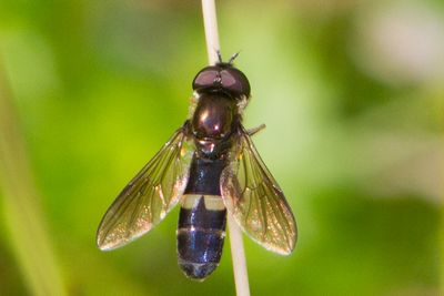 Pyrophaena rosarum - Fourspot Sedgesitter