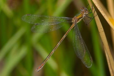 Lestes sponsa - Common Emerald Damselfly