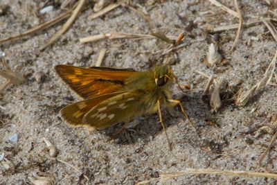 Hesperia comma - Silver-spotted Skipper