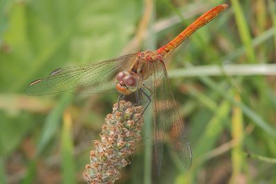 Sympetrum meridionale - Southern Darter