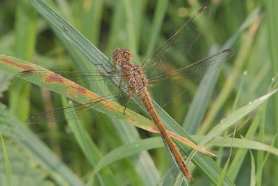 Sympetrum meridionale - Southern Darter