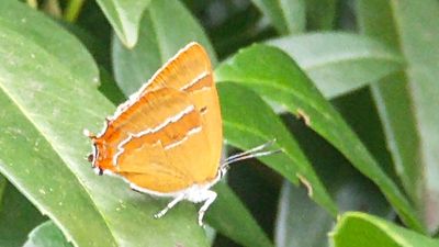 Thecla betulae - Brown Hairstreak