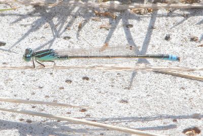 Ischnura pumilio - Scarce Blue-tailed Damselfly