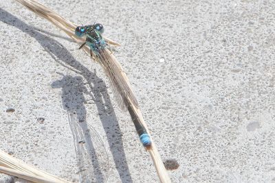 Ischnura pumilio - Scarce Blue-tailed Damselfly