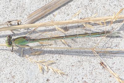 Ischnura pumilio - Scarce Blue-tailed Damselfly