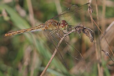 Sympetrum meridionale - Southern Darter