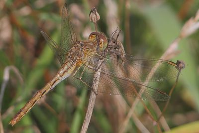Sympetrum meridionale - Southern Darter