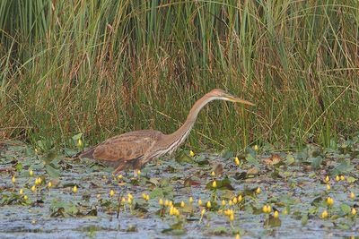 Ardea purpurea - Purple Heron