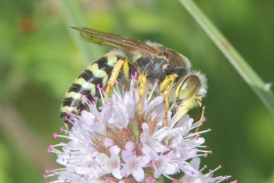 Bembix rostrata - Common European Sand Wasp