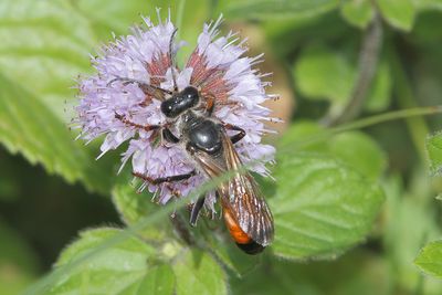 Sphex funerarius