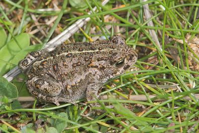 Epidalea calamita - Natterjack
