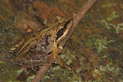 Rana temporaria - Common Frog