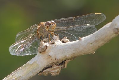 Sympetrum meridionale - Southern Darter