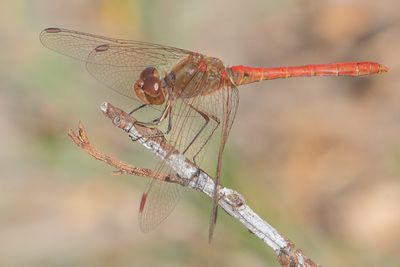 Sympetrum meridionale - Southern Darter