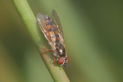 Platycheirus clypeatus - Common Sedgesitter