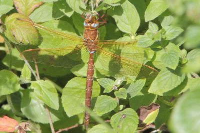 Aeshna grandis - Brown Hawker