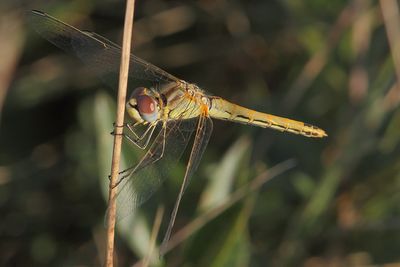 Sympetrum fonscolombii - Red-veined Darter