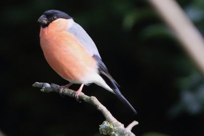 Bull Finch