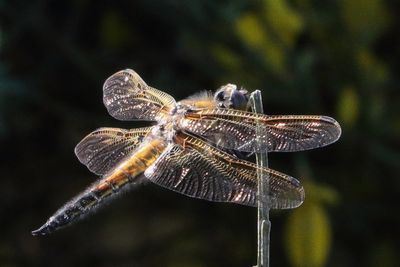 Libellula quadrimaculata - Four-spotted Chaser