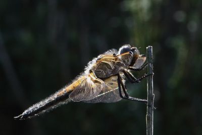 Libellen - Odonata