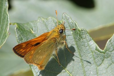 Ochlodes sylvanus - Large Skipper