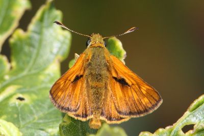 Ochlodes sylvanus - Large Skipper