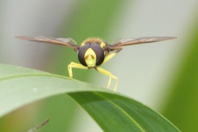 Xanthogramma pedissequum - Superb Dayglower