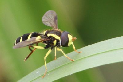 Xanthogramma pedissequum - Superb Dayglower