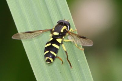 Zweefvliegen - Hoverflies