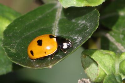 Lieveheersbeestjes - Ladybirds