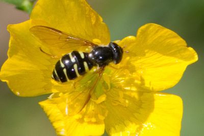 Zweefvliegen - Hoverflies
