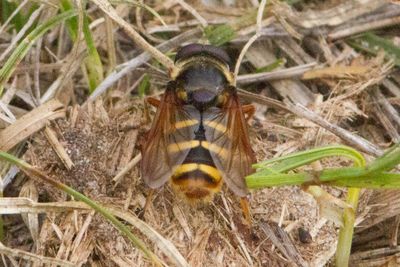 Sericomyia silentis - Yellow-barred Pond Fly