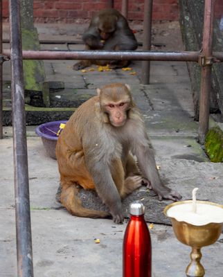 Monkey helping with the rebuild of Kathmandu after last Earthquake