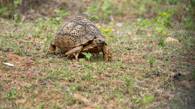 A happy racing tortoise.jpg