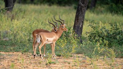 Impala at Sebatana