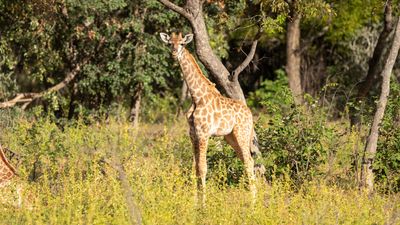 Young Giraffe