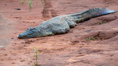 Large Nile Crocodile with a full belly and bloody teeth
