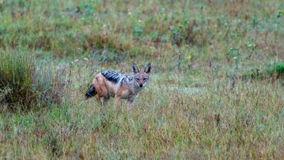 Black-Backed Jackal