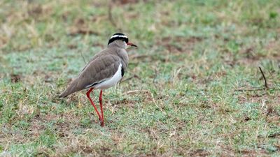 Crowned Lapwing