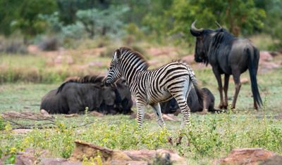 Zebra and Wildebeest