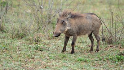 Warthog