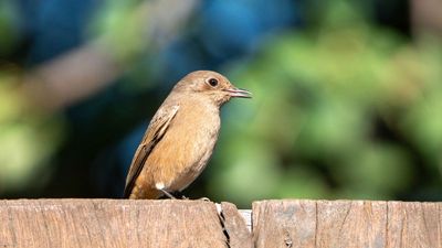 Garden Warbler