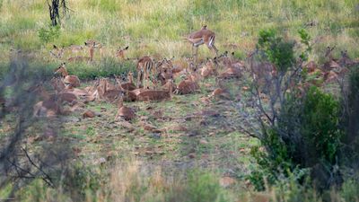 Impalas