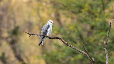 Black-winged Kite