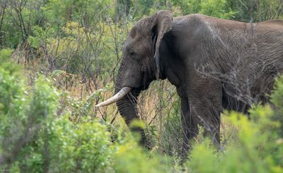 African Elephant