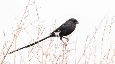 Long tailed shrike