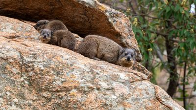 Rock Hyrax family